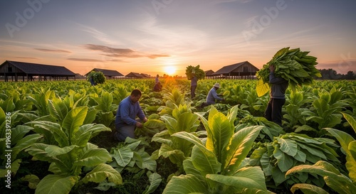 A tobacco field on the sunset