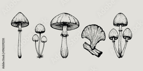 Vintage black and white mushroom illustration set featuring wild fungi, chanterelle and gilled toadstools, hand drawn botanical engraving art isolated