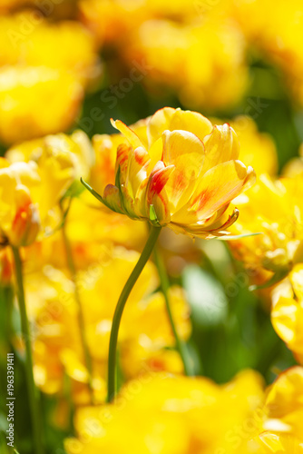 黄色のチューリップ