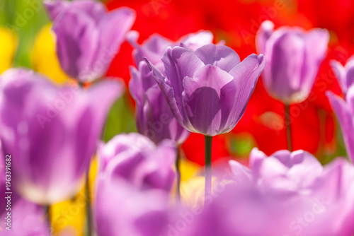 紫のチューリップ