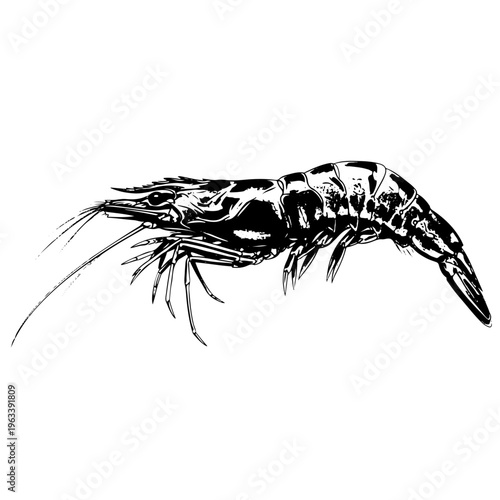Detailed Prawn Shrimp Seafood Illustration for Restaurant Menu Branding Marine Life Education Aquatic Wildlife Studies Underwater Nature Exploration and Gourmet Food Product Marketing Graphics