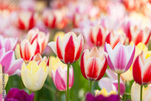 カラフルなチューリップ