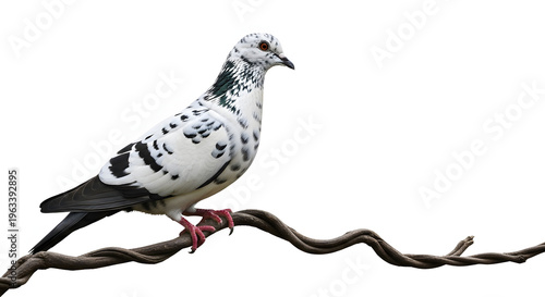 Pigeon perched on twisted branch with red leg bands