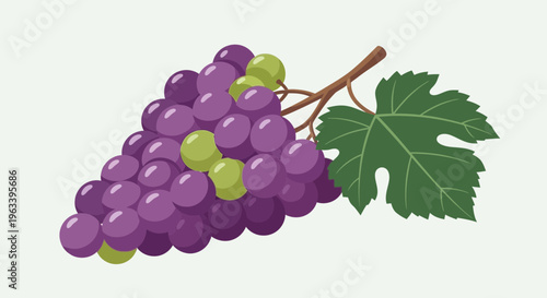 Bunch of Ripe Purple Grapes with Green Grapes and Leaf.