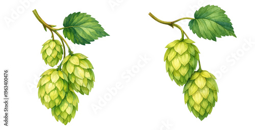 Watercolor hop cones botanical illustration, green hops branch with leaves isolated on white background.