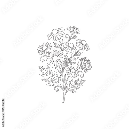 Chamomile Spray Botanical Etching Linework