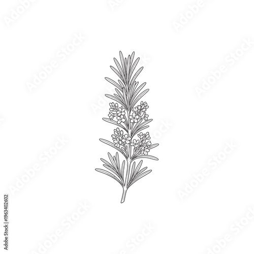 Rosemary Stem Botanical Etching Linework