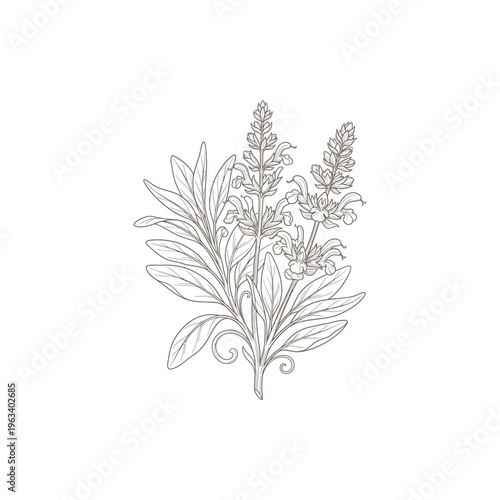 Sage Branch Botanical Etching Linework