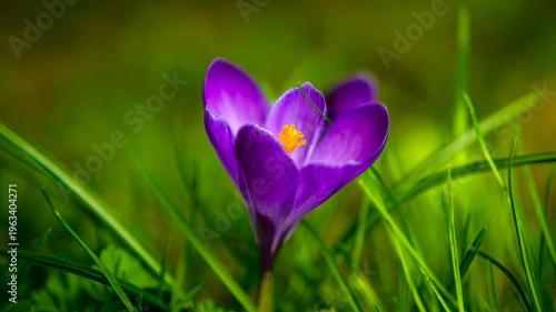 Krokus, Szafran (Crocus L.)- fioletowy kwiat w zielonej traie