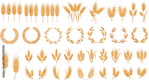 Golden Wheat Ear Vector Collection Featuring Barley Garlands Grain Wreaths and Cereal Stalks for Organic Bakery Design and Harvest Farming
