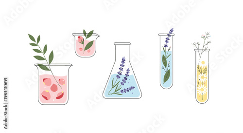 Five glass laboratory vessels containing water and different botanical elements are arranged horizontally on a white background.