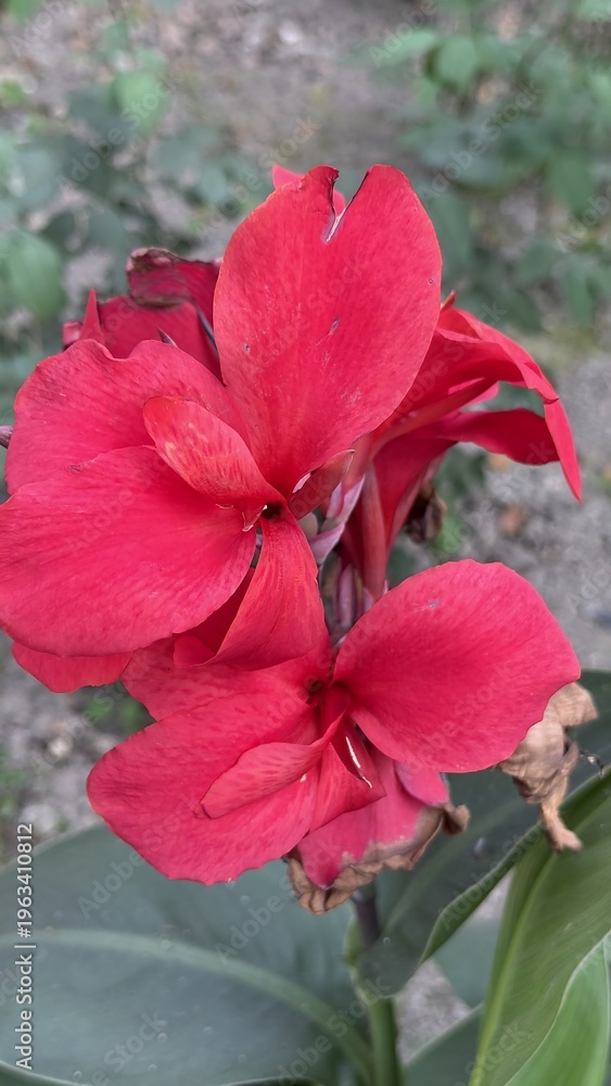 Obraz premium Striking scarlet red canna lily flower blooming in a botanical garden