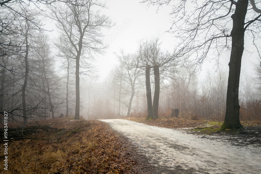 Obraz premium Winter's Misty Forest Trail