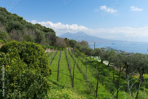 Wallpaper Mural The city seen from a vineyard at the Abbey of Saint Martin in Naples, Italy.	 Torontodigital.ca
