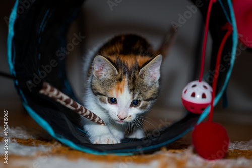 Konstfotografi Cute playful kitten