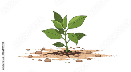 A small green plant with five leaves grows from a mound of soil surrounded by pebbles against a white background.