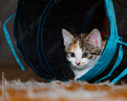 Принти на полотні Cute playful kitten