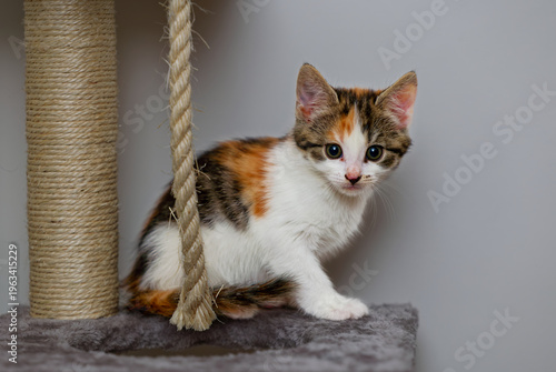 Φωτογραφία cute kitten looking at the camera