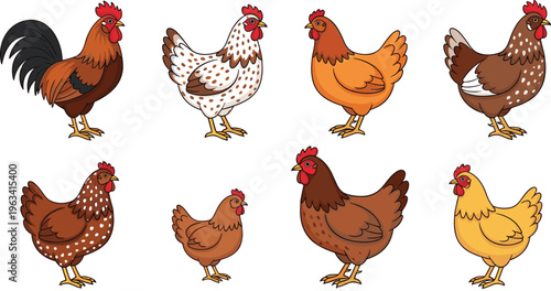 Chicken and rooster collection with colorful farm poultry birds, detailed hen and cock illustrations set isolated on white background for agriculture and food design