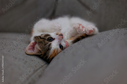 Obraz na plátně Cute kitten resting on a sofa