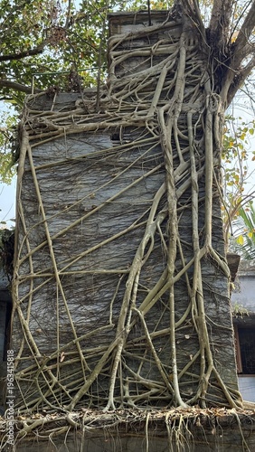 Foto Ancient building wall engulfed by intricate root system of a sprawling old tree