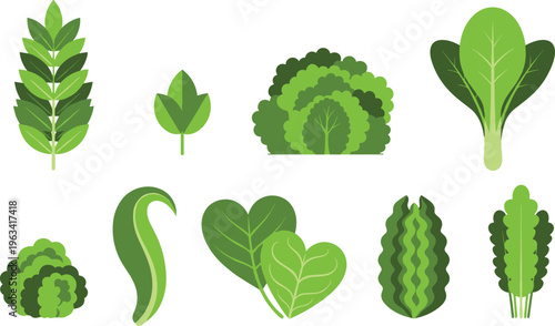 Green leafy vegetable collection with lettuce, spinach and cabbage varieties, fresh organic greens illustration set isolated on white background for healthy food design
