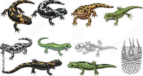 Salamander and Newt Illustration Set Featuring Various Species, Skeleton, and Detailed Anatomy for Websites, Apps, and Digital Media