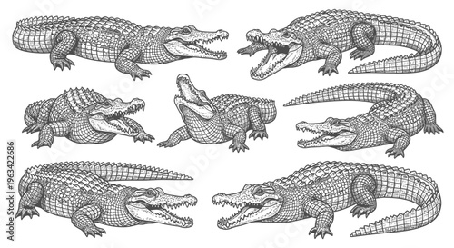 Hand Drawn Crocodile and Alligator Set in Various Poses