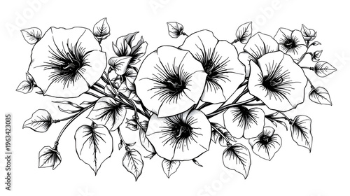 A tattoo design featuring morning glories and vines, rendered in black and white sketch engraving with intricate floral scratchboard imitation.