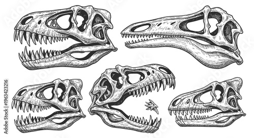 Set of Hand Drawn Dinosaur Skull Illustrations