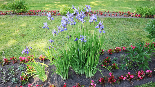 Tableau sur toile Blooming Purple Irises in Decorative Garden Flower Bed