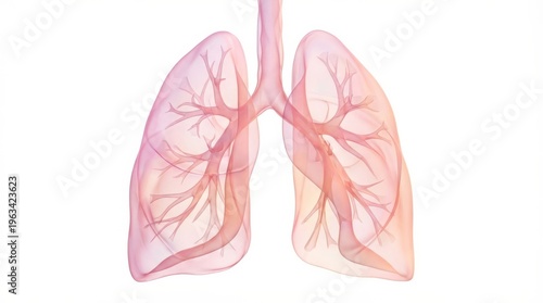 Illustration of Human Lungs Lungs Human Anatomy Respiratory System Bronchi Health Medical Illustration Anatomical Diagram. Concept featuring lungs, human anatomy, respiratory system, bronchi, healt...