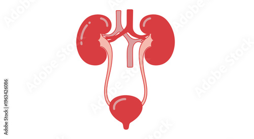 Anatomical illustration of the human kidneys ureters and urinary bladder