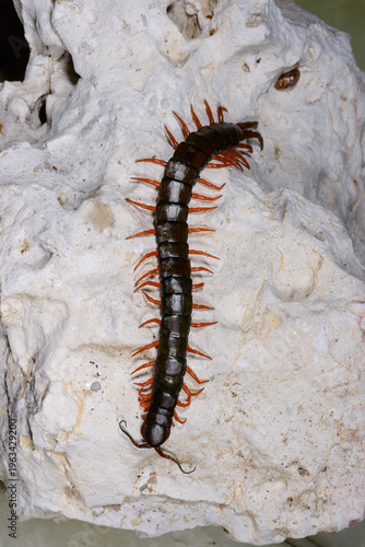 Photos Scolopendra - predators occurring in southern Ukraine, particularly in the Odess