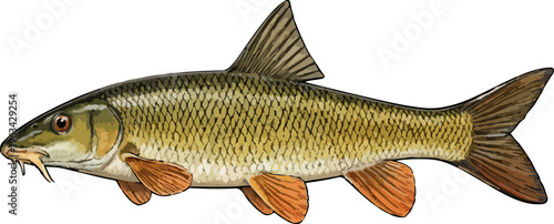 Barbus barbus illustration art
