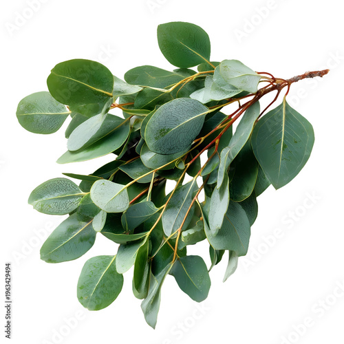 branch with green leaves isolated on transparent background 
