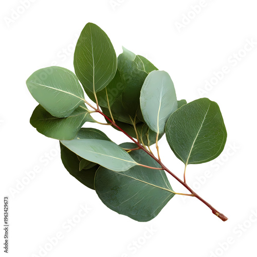 eucalyptus branch isolated on transparent background 