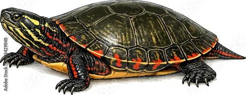 Chrysemys picta illustration art