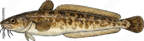 Ciliata mustela illustration art