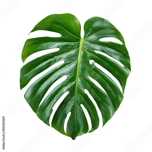 green leaf isolated