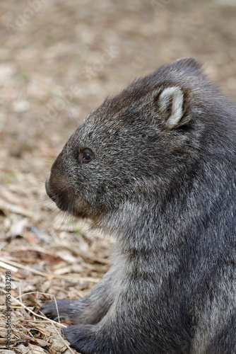 Valokuva Wombat in Tasmania