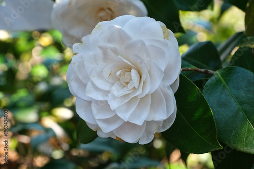 Un fiore di camelia in una piantagione in una giornata di primavera