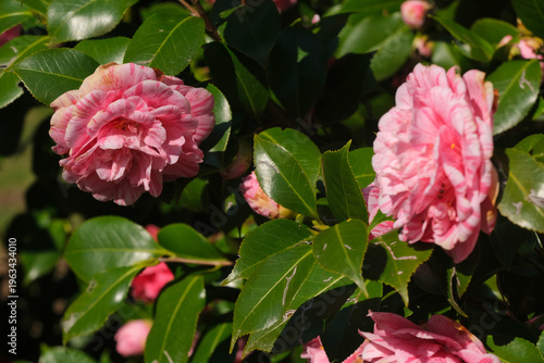 Bild auf Leinwand Un fiore di camelia in una piantagione in una giornata di primavera