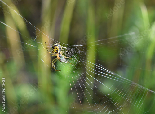 Closeup of a little black and yellow garden spider on the web