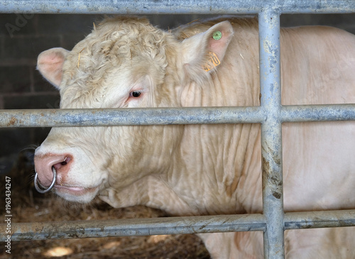 A portrait of Charolais bull in a stable
