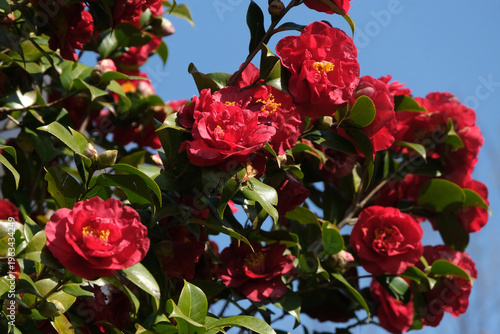 Un fiore di camelia in una piantagione in una giornata di primavera