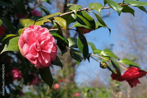 Un fiore di camelia in una piantagione in una giornata di primavera