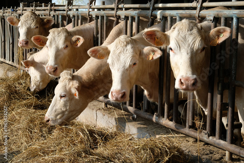 Charolais cows eating hay in a stable