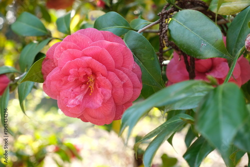 Un fiore di camelia in una piantagione in una giornata di primavera