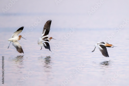 Foto American Avocet's (Recurvirostra americana) flying over Don Edwards Wildlife Ref